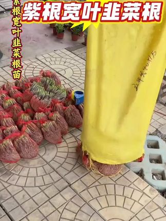 韭菜根紫根四季小香叶韭菜根盆栽植物室内阳台小院好养,#韭菜根#韭菜根苗#韭菜根紫根#小香叶韭菜根#韭菜根推荐