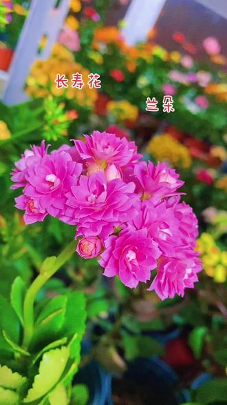 长寿花,重瓣兰朵花不大,皮实好养