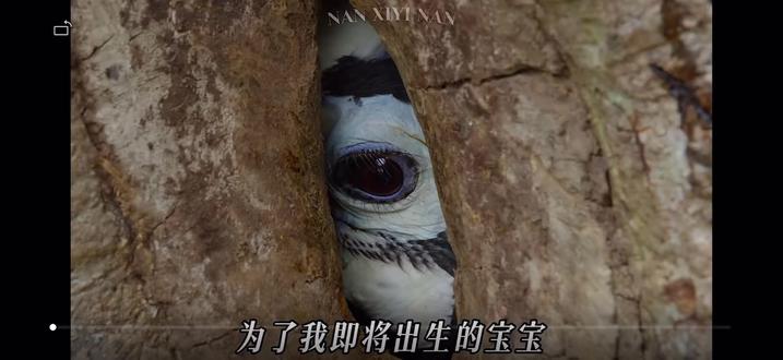 终生一对比翼飞,一吻定情羡九霄。为了孩子我甘愿画地为牢。今天讲一个冠斑犀鸟的故事#冠斑犀鸟#动物世界#动物故事#鸟类#南溪以南