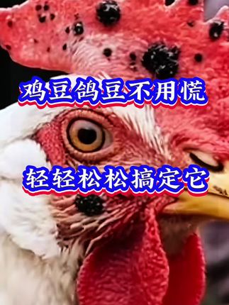 鸡豆鸽豆不用慌,轻轻松松搞定它#鸡豆#鸽豆#三农养殖 #养鸡人#养鸡小妙招