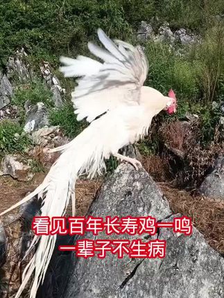 #刷到百年长寿鸡一鸣 #一辈子不生病 #万物有灵性请善待每一个生命
