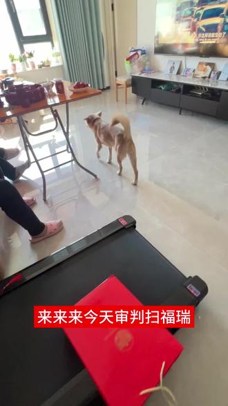 看到扫福瑞我就烦#扫福瑞 #狗狗 #烦狗 #猎奇