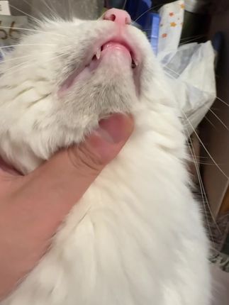 里兜黑下巴护理凝胶去黑率99% 专业机构检测#养猫新手 #里兜黑下巴护理凝胶 #猫咪黑下巴