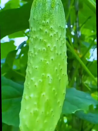 夏秋种瓜就选唐山秋瓜!脆甜多汁,黄瓜味浓郁,种子实惠好种,现在种下正当时~ #唐山秋瓜黄瓜种子 #旱黄瓜 #黄瓜种植 #超便宜超划算 #抖音助农