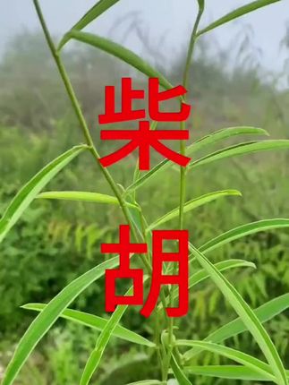 【柴胡】100g/500g甘肃正品精选可泡水柴柴胡根柴胡另售百合#中草药 #植物科普 #野生草药 #草本植物 #中药本草