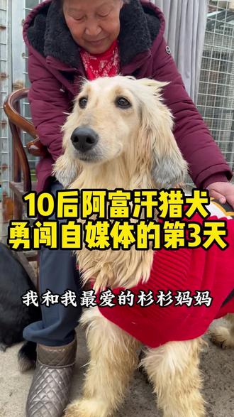10后阿富汗猎犬勇闯自媒体的第3天 我和我最爱的杉杉妈妈 #流浪狗救助 #狗狗是人类最忠实的朋友 #阿富汗猎犬 #勇闯自媒体 #狗狗