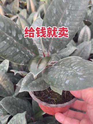 甩了