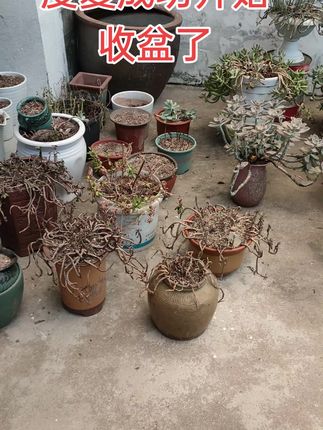高温天气总算过了,一个夏天过后收了这么盆,今年是收盆最多的一年,养多肉真的太难了,我啥时候能跳出肉坑呢!#爱生活爱养花 #一花一草一世界 #花卉绿植