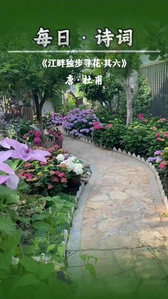 《江畔独步寻花·其六》是杜甫定居成都草堂后所作。此时诗人经历了安史之乱,暂得安定时写下此诗,以表达对生活的热爱和对美好事物的珍惜。具体解读如下:
• 首联:“黄四娘家花满蹊,千朵万朵压枝低”,点明寻花地点是在黄四娘家的小路上。“花满蹊”描绘出繁花将小路遮蔽的景象,“千朵万朵”则是对“满”字的具体化,“压枝低”生动地展现了繁花沉甸甸地把枝条压弯的画面,给人以强烈的视觉冲击,让人仿佛身临其境。
• 颔联:“留连戏蝶时时舞,自在娇莺恰恰啼”,通过对蝴蝶和黄莺的描写,进一步渲染了欢快的氛围。“留连”“自在”分别赋予蝶和莺人的情感与姿态,“时时舞”“恰恰啼”则将蝶舞莺啼的动态场景生动地展现出来。从侧面写出了花的芬芳鲜艳,也表达出诗人对眼前美景的陶醉。
这首诗语言口语化,充满生活气息。双声词、象声词与叠字的运用,如“留连”“自在”“时时”“恰恰”,使诗歌具有强烈的节奏感和音乐性。在句法上,后联对仗工稳,又饶有余韵。全诗以乐景写乐情,情景交融,展现了人与自然的和谐之美,也让读者感受到诗人在春日里的愉悦心情。#每日诗词#古诗词#每天一首古诗词#诗词#每天学习一点点