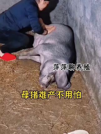 母猪一个半小时生完的秘诀,从此不再产程长!#养猪人加油干 #自繁自养母猪 #养猪技术