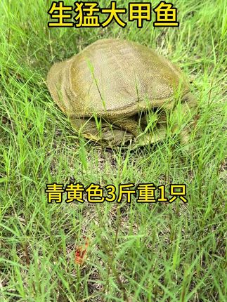 #甲鱼 今天特价款来了,3斤公甲鱼特价89元