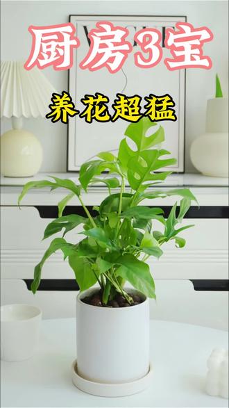 懒人养花秘籍:厨房3宝,绿植爆盆超简#绿植养护 #养花小技巧 #懒人养花 #厨房养花妙招 #室内绿植