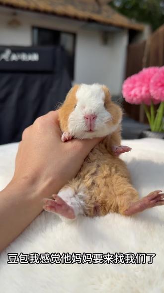 当我让ai帮我看住小奶猪 它居然做到了 #vlog日常 #荷兰猪 #豚鼠 #成都荷兰猪