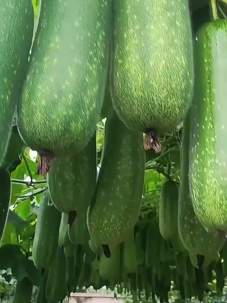 秋播小冬瓜,来的早,口感好#毛节瓜#毛节瓜种子 #南方北方均可种植