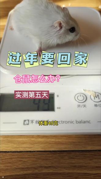 过年要回家了,仓鼠怎么办?怕它饿死、渴死了呀,食量实测第5天#仓鼠过年 #仓鼠一天要吃多少 #回家了仓鼠怎么办 #萌宠出道 #实测