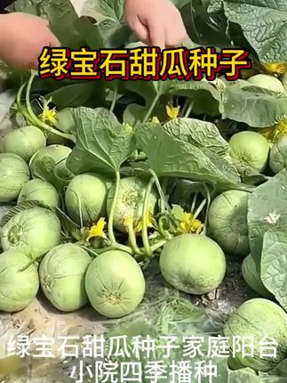 #上热门话题🔥🔥🔥 ,#绿宝石甜瓜种子四季阳台小院播种,#3.88元