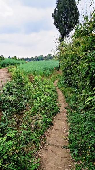 大足玉滩水库的千手观音,并非千年古文物,是上世纪八九十年代村民众筹,请匠人邵天云耗时半年雕刻的民间造像(原计划1007只手,仅完成400余只);水库蓄水后便常年隐于水下,极少显露 。
2026年3月,持续少雨致水位骤降,这尊石像意外半身出水——上半法相庄严、千臂纹路清晰,下半在静水中投下完美倒影,虚实交织,宛如观音踏波而来,瞬间刷屏全网。
没有官方刻意打造,没有门票,全凭水、天、风的偶然成全;虽非文物,却满是乡土对石刻文化的朴素致敬,这份“水落石出”的禅意与震撼,是人工景点难及的奇观。
#水下千手观音#玉滩水库 #大足石刻 #民间手艺 #寻找历史的痕迹