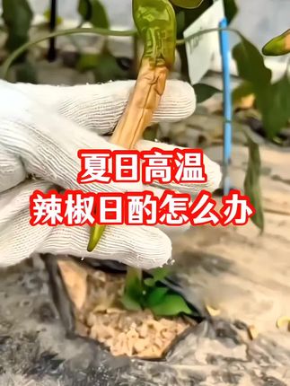 #辣椒 #辣椒种植 #农业种植 #三农种植 #病虫害防治