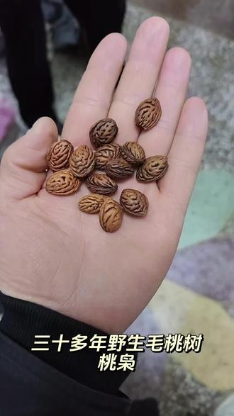 下午刚刚采回来的桃枭,来自大山的馈赠,三十多年野生毛桃树,真是可遇不可求!