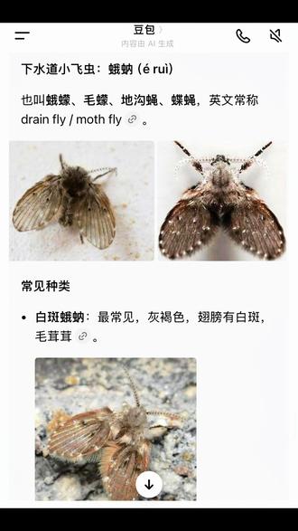 乱飞小飞虫-所见即杀 “蛾蚋”一种生活在潮湿下水道里小飞虫,湿热天气它经常会出现在洗手盆里,一倒水到处飞!今天叫你们怎么立马消灭它…非常解压#蛾蚋#怎么消灭蛾蚋#下水道小飞虫怎么消灭