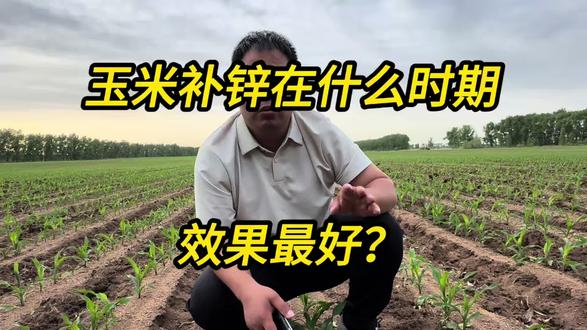 玉米苗期补锌是非常重要的,玉米苗期缺锌,根系粗短弯,须根少,叶片发黄,所以玉米苗期补充国光速笑锌,利于培育壮苗!!!#玉米苗后管理