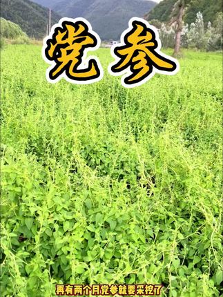 #上热门 #我的乡村生活 #农产品原产地 #特色农产品 #甘肃岷县党参