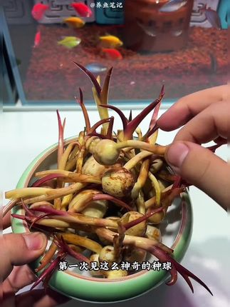 第一次见这么神奇的种球!丢鱼缸里几天就发芽,没多久就长满整缸~ #水生绿植#强烈推荐 #茨菇种球