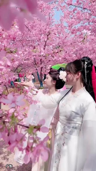 三月赴桂阳樱花园,邂逅二期粉红佳人,漫山粉樱醉春风,一眼沦陷春日浪漫#桂阳樱花园#第十一届樱花节#红粉佳人盛开 #我用摄影看世界带你走进画里