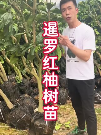 新品种#暹罗红柚树苗 起苗发货啦,房前屋后种一棵不仅好看,而且还好吃哦#暹罗红柚种植#三农