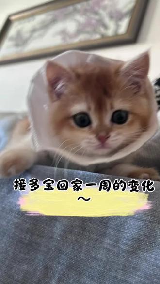养猫一周心路历程,操碎心但幸福感拉满#铲屎官的乐趣 #猫咪的迷惑行为 #又骗我养猫 #猫咪日常生活计划