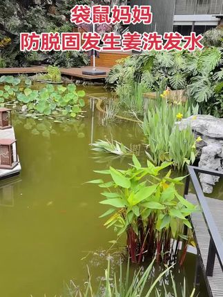 经常熬夜头发一抓一大把的,细软塌的姐妹,两天不洗头就油还有头屑,试下这个#袋鼠妈妈防脱洗发水 #养发护发 #控油蓬松 #洗护好物 #好产品一起分享