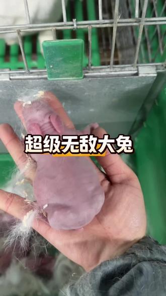 超级无敌大兔兔!有我手那么大了一般这么大的兔兔都是独生子!最多四只!这一窝7只都大大的👍👍#我的养殖生活 #兔生宝宝 #超级大 #抖音推广