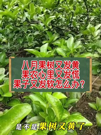 果树黄化根系差,果子吸收不到营养果发软 ,这一年又白干了#柑橘种植 #果园管理