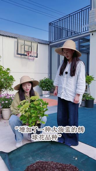 大海蓝绣球不用遮阴?露天暴晒反而开得更绝👍 #院里养花种菜 #创作者中心 #创作灵感 #绣球花 #绣球养护