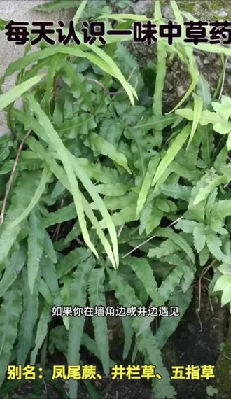 #农村植物 凤尾草又称凤尾蕨、鸡爪莲等,是凤尾蕨科植物,你们家乡都叫它什么?#三农 #传统知识 #识百草 #你们家乡有这种植物吗