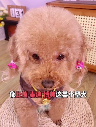 只要狗狗有泪痕就要重视起来,坚持用泪痕滴眼液#无限回购的宝藏单品 #新手养狗 #泪痕 #狗狗泪痕 #萌宠好物