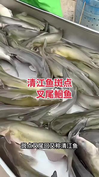 这就是我们家的叉尾鱼苗,它吃浮萍,属于杂食性鱼类,生态养殖。可以吃水草,也可以吃藻类,是典型的滤食性鱼类,能净化水质,还能长个大个子!它的肉质鲜嫩细腻,味道鲜美,营养丰富,特别适合用来做菜。如果你也想在家里养一些这样的鱼儿,就赶紧点击下方链接下单吧!