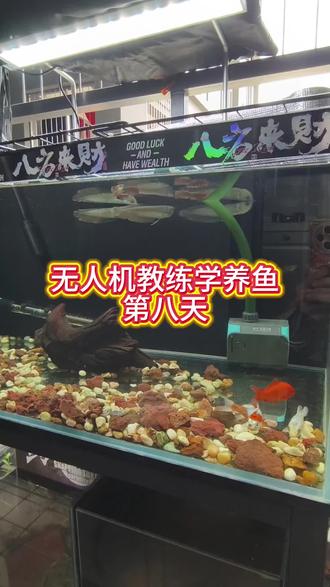 等温换水,换水四分之一。我要买水鸦缸#新手养鱼#银龙鱼#腹鳍断了#水鸦鱼缸