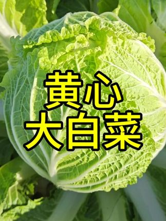 冬储黄心大白菜,帮小叶子多#白菜 #大白菜种植 #冬储大白菜