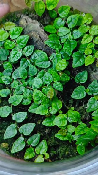 #生态景观 小叶薜荔BB草匍匐攀爬植物