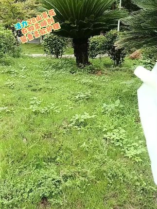 活力28山茶花衣物柔顺剂,足足两斤多重,持久留香,不光能护色,还能抗静电,赶紧囤起来吧!
