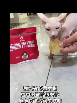 我的小猪咪喜欢吃香香脆脆的薯片#斯芬克斯无毛猫 #猫咪薯片