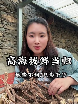 高海拔新鲜当归,以后停发。只发自然晒干的野当归,感谢大家的支持#山货 #农村日常生活 #野当归 #高海拔当归 #我的乡村生活
