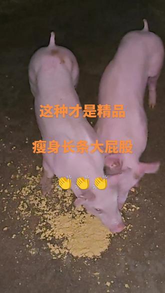 恭喜老客户喜纳精品大屁股三元2头#恭祝老客户六畜兴旺!大吉大利!顺风顺水顺财神!#猪事顺利#诚信经营 #欢迎新老客户的光临