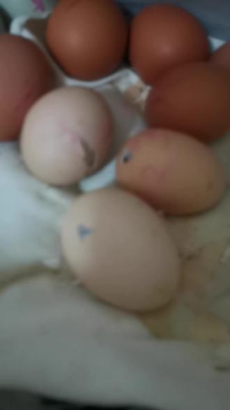 2026.1.30晚上11.30你们都睡了吧 我在当接生婆 第一批十四个鸡蛋 四个无精蛋 第七天淘汰掉 余下十个鸡蛋已经出了七个小鸡 这个视频是第八只小鸡出壳过程 请耐心把视频看完 一起感受迎接新生命的美好和快乐吧