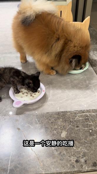 #博美 小猪妹&#玳瑁猫 小猪咪的早餐!!#小猫 #小狗🐶