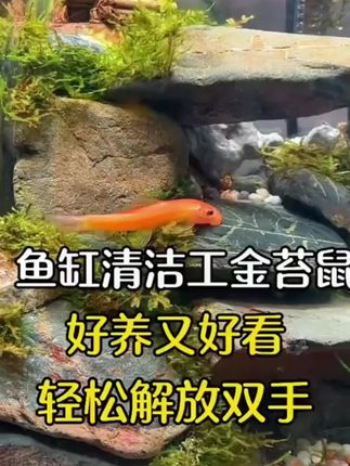 好家伙,难怪啊,都管他叫鱼缸清洁大师,原来啊,他的鱼嘴比吸尘器还嚣张。就是这个金苔鼠鱼,只要把它放进鱼缸,就开始不停的吃水藻鱼便死鱼死虾,饲料残渣。 所到之处干干净净没有杂质,就算你三四个月不换水,照样清澈见底没异味,根本不用花大几百买过滤器,而且基本上呢是不得病不烂尾,比其他鱼儿都好养#金苔鼠鱼#除藻鱼#养鱼人#轻松养鱼#水族