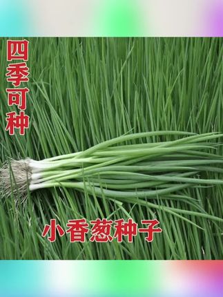 5包四季小香葱种子四季易种小香葱阳台室内盆栽#小葱种子 #小香葱种子 #香葱种子 #香葱种子推荐 #小香葱种子推荐