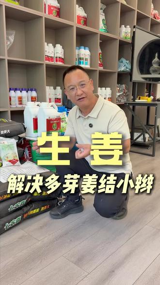 担心生姜出苗结小辫多芽?那不防来试试它#农业种植 #三农 #种植小技巧
