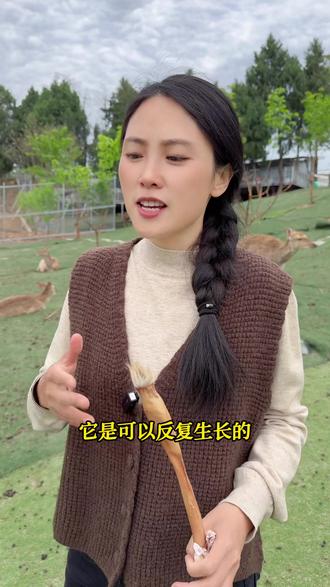 为什么说公鹿身上最贵的不是鹿茸,而是鹿鞭呢?#梅花鹿 #梅花鹿宠物